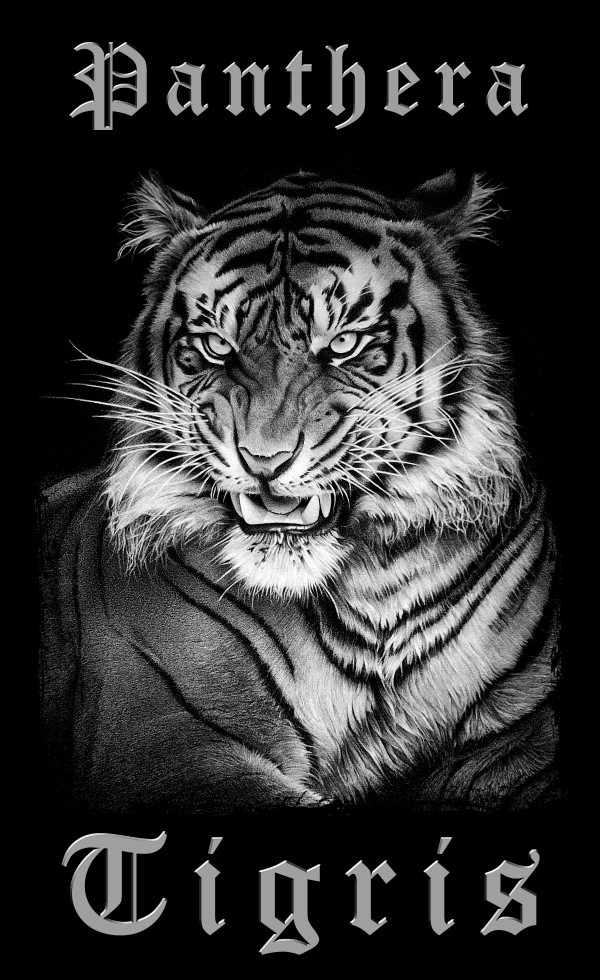 PANTHERA TIGRIS 1 by Miro Gradinscak