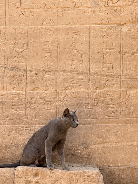 Cat Print
