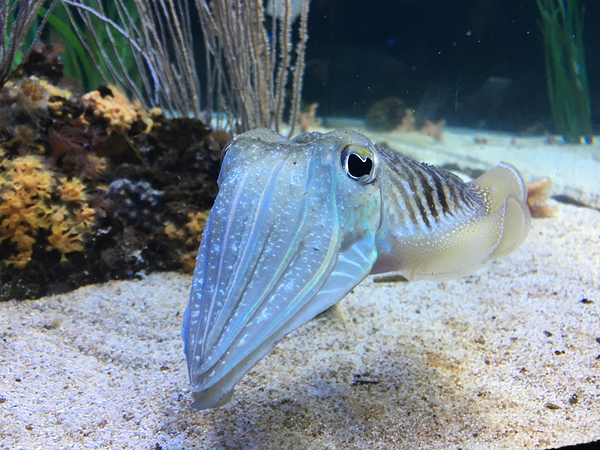Cuttlefish Print