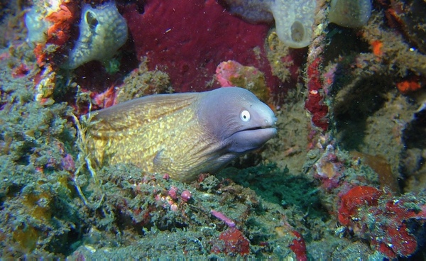 Eel Indonesia Print