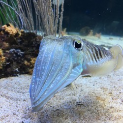 Cuttlefish