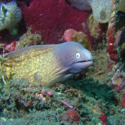 Eel Indonesia