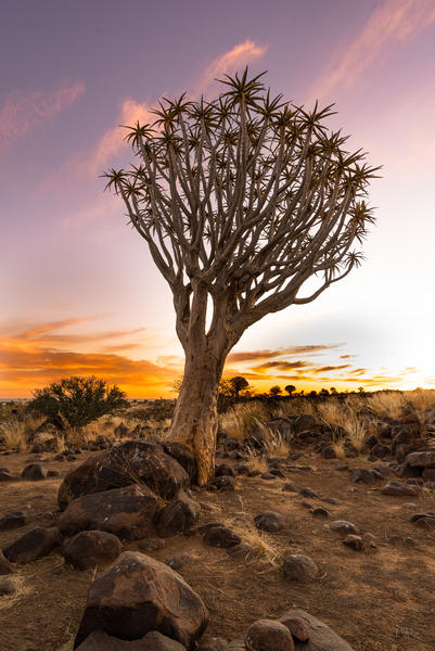 In The Quiver Tree Forest by Pat Antliff