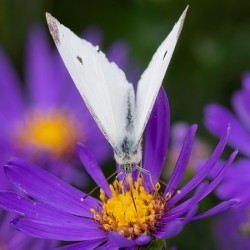 Butterfly Portrait