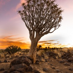 In The Quiver Tree Forest