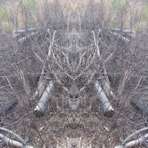 Deforestation