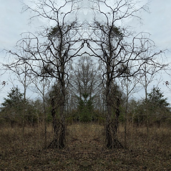 Vineguards Print