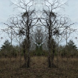 Vineguards