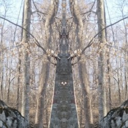 Woodaward 