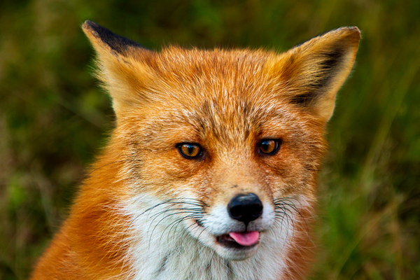 Silly Red Fox Print