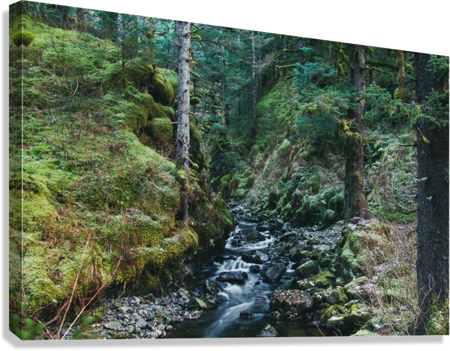 Kodiak Forest Canvas Print