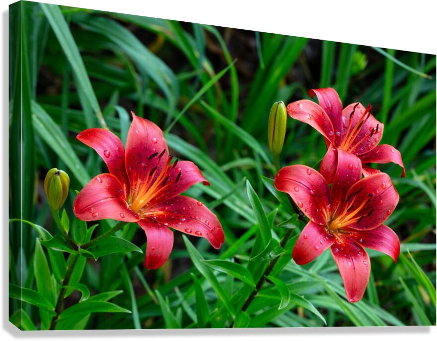 Tiger Lily Canvas Print