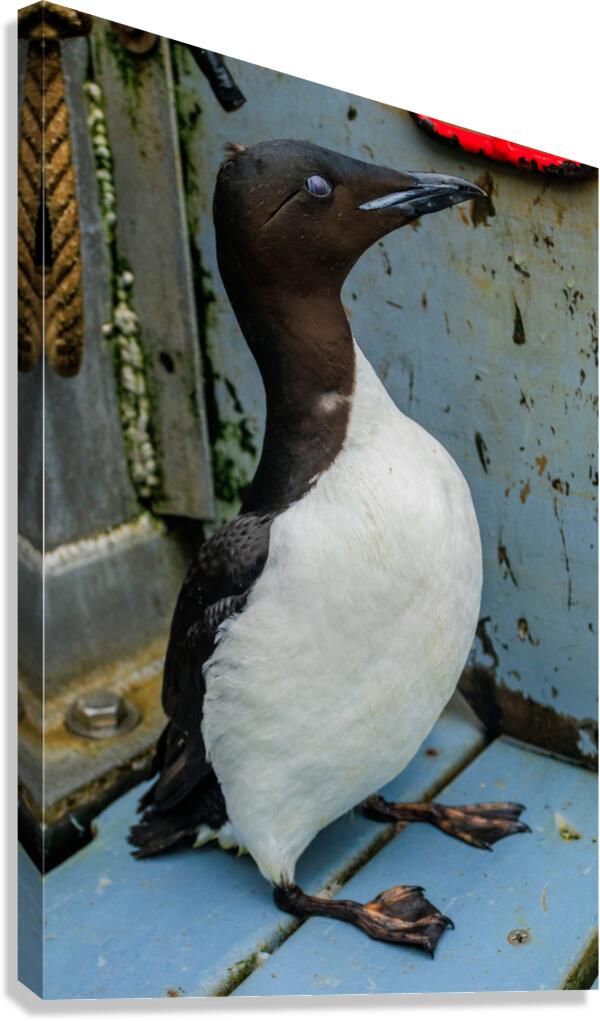 Common Murre Canvas Print