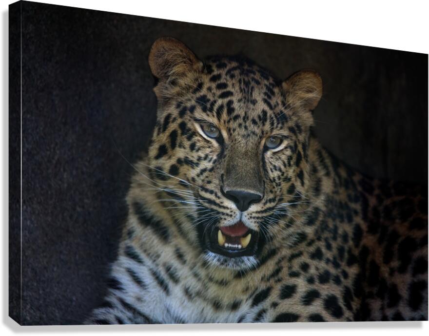 Amur Leopard Canvas Print