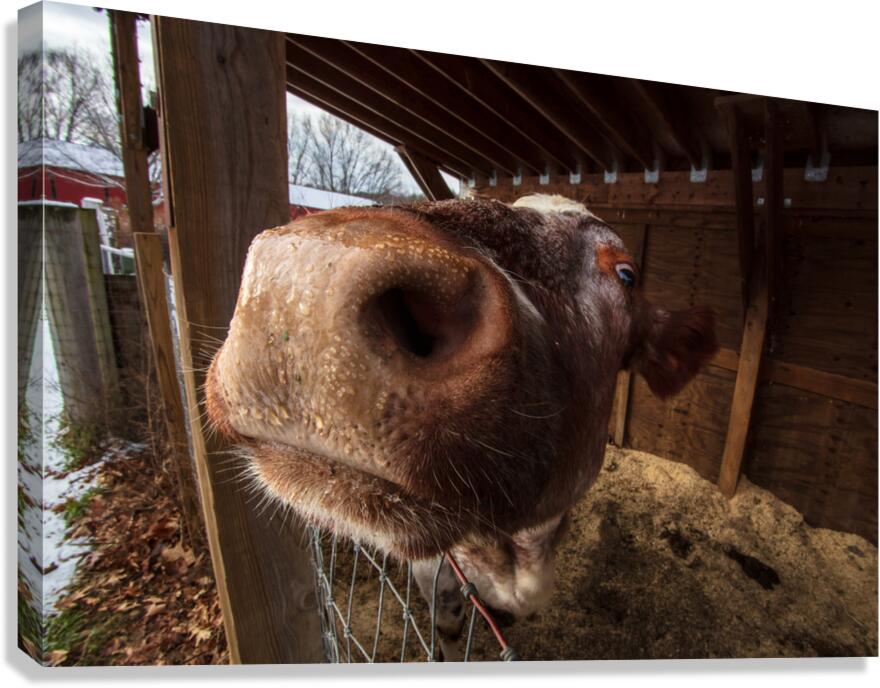 Cow Canvas Print
