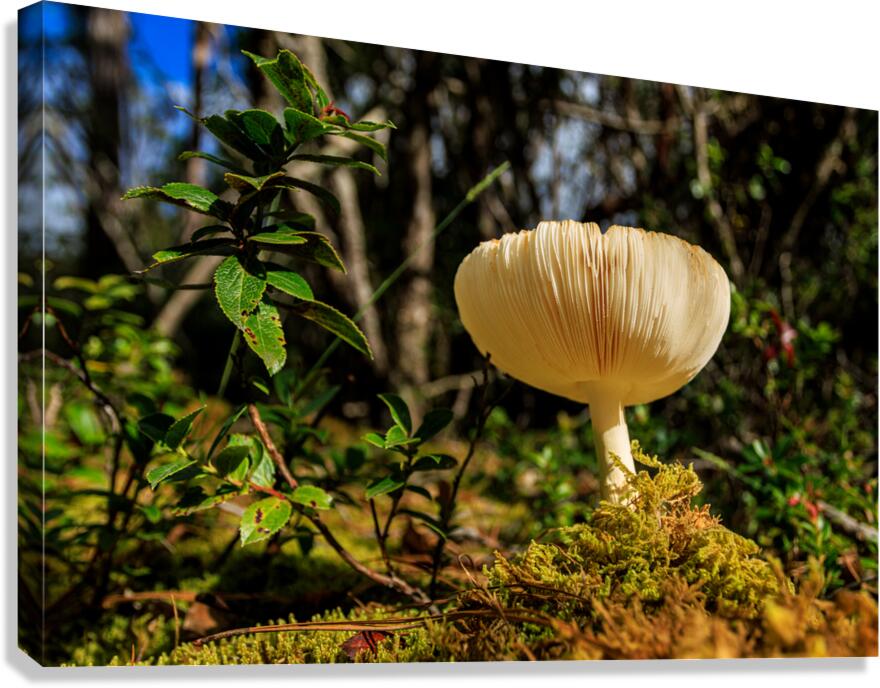 Fungi Canvas Print