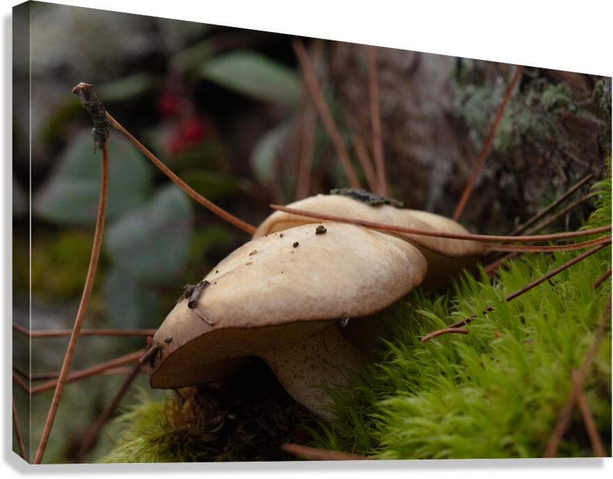  Suillus luteus Canvas Print