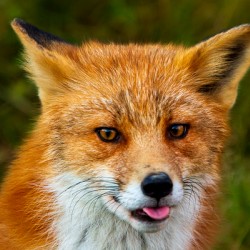 Silly Red Fox