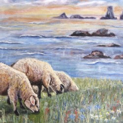 Moutons a Bonavista Terre-Neuve