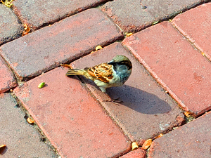 Bird