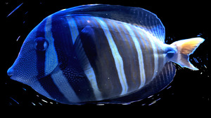 BlueStripedFish