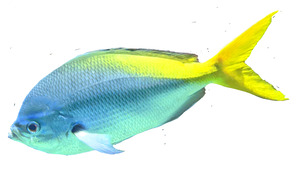 BlueYellow