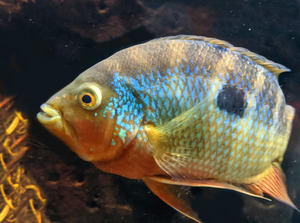 ColorfulFish
