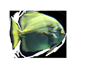Fish02