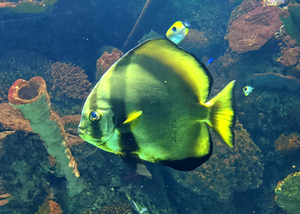 GreenFish
