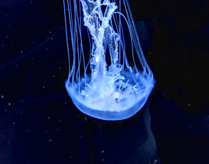 JellyFish