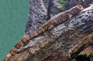 Lizard