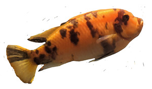 OrangeFish2