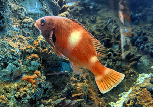 OrangeFishScene