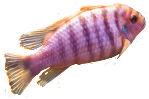 PurpleFish