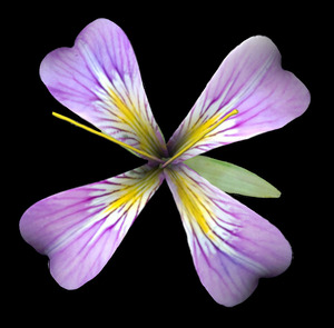 PurpleFlower3