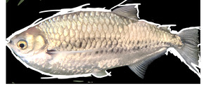 SilverFish