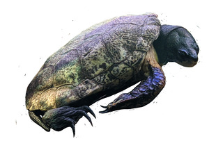 Turtle2