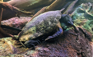 Turtle