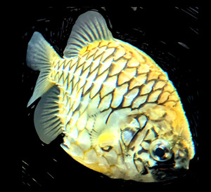 YellowFish2