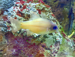 YellowFishCharacter