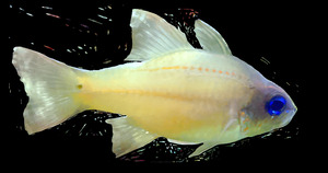 YellowFishCharacter2