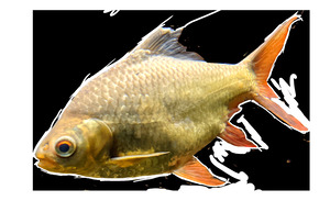 YellowFishCharacter3