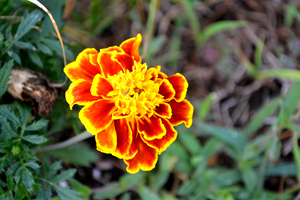 Yellow Red Flower