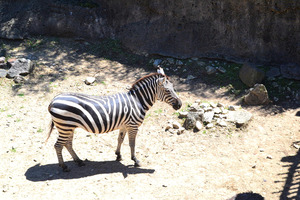 Zebra2