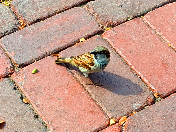 Bird Print