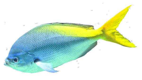 BlueYellow Print