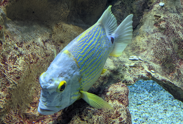 BlueYellowFish Print