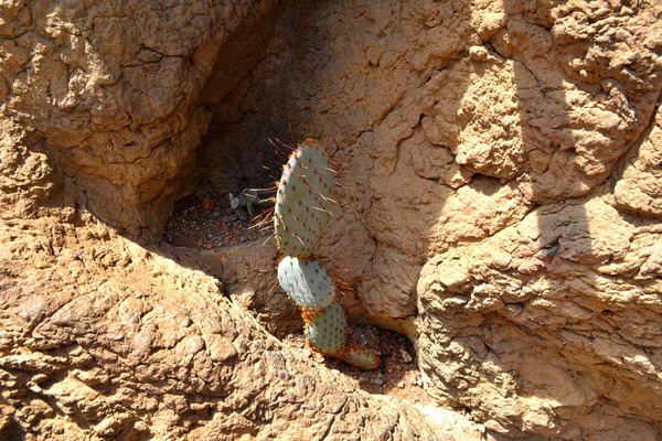 Cactus Print