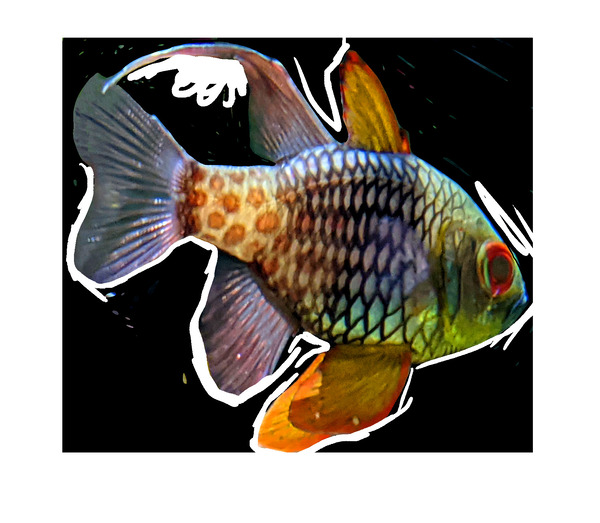 ColoredFish Print