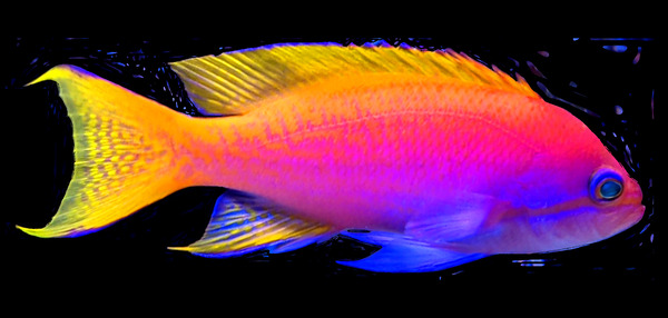 ColorfulFish2 Print